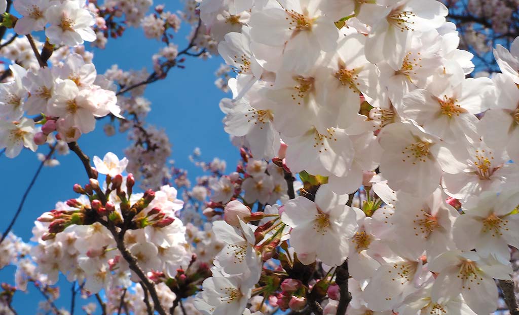 篠崎水門の桜の写真